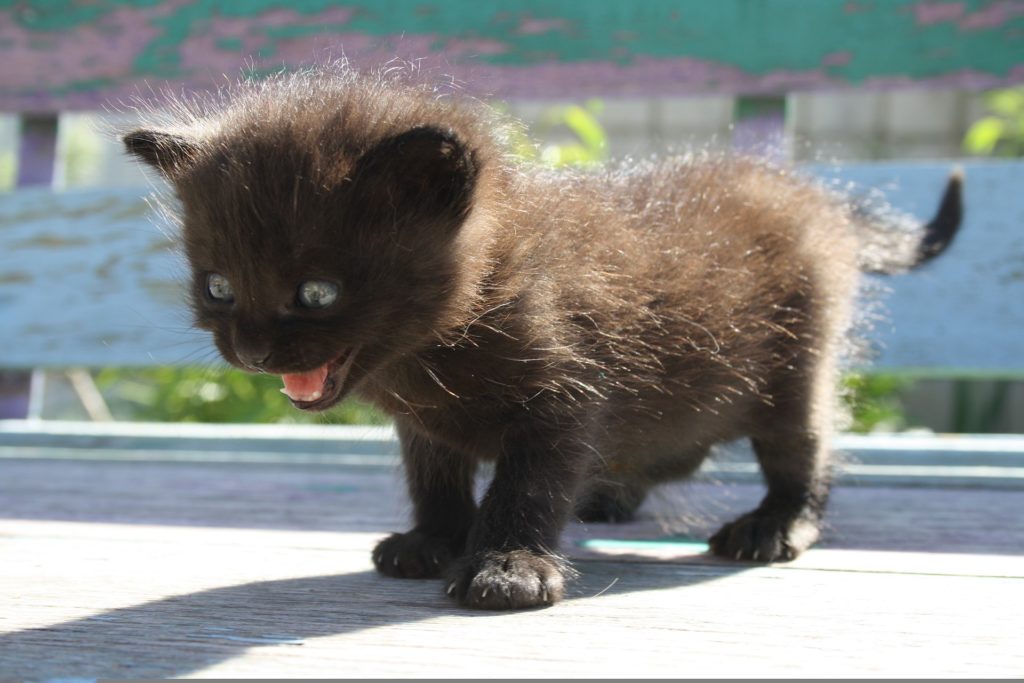 Chaton stressé peur
PNL / Hypnose / Thérapies Brèves