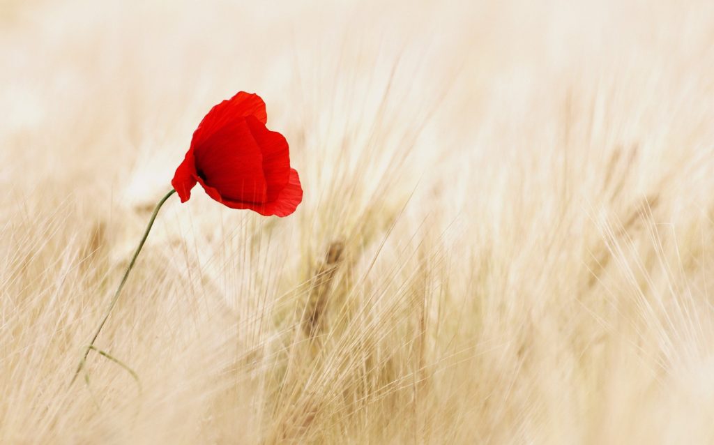 Calme coquelicot blé cultive ton bonheur émotions
PNL / Hypnose